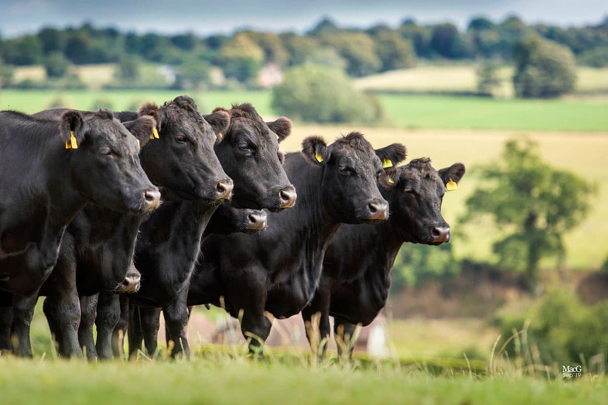 Herd of Aberdeen Angus cattle in rolling Surrey countryside
