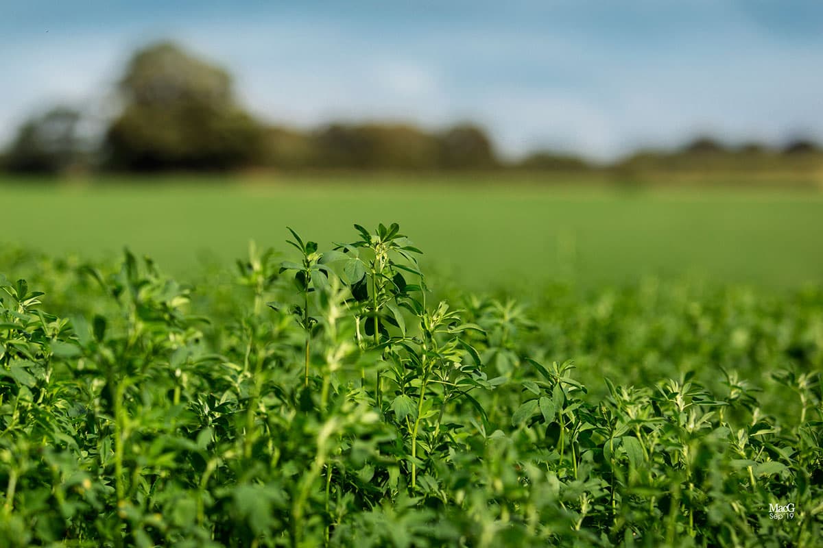 Green crop field in the Surrey countryside