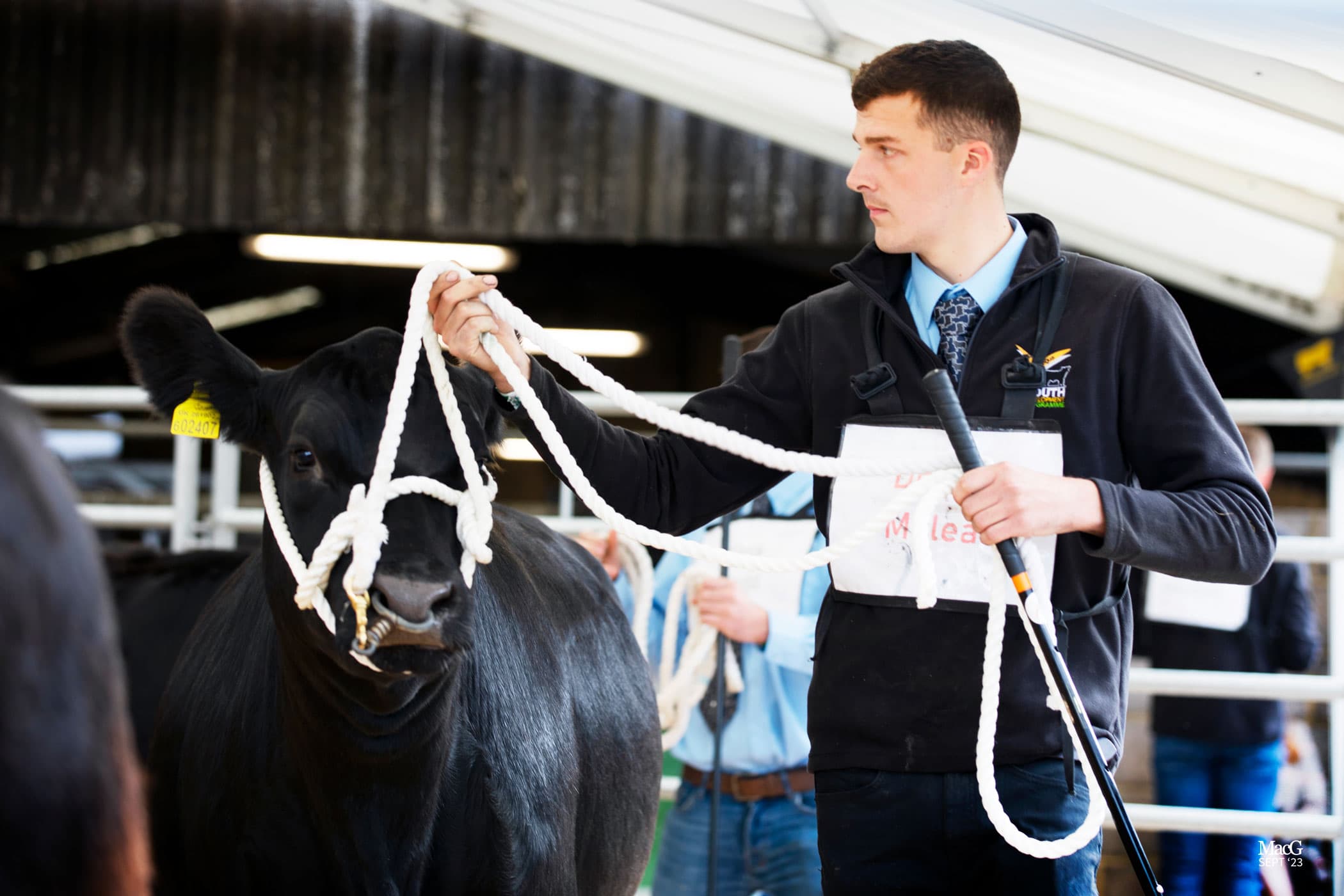 Young handler presenting cattle at a livestock show